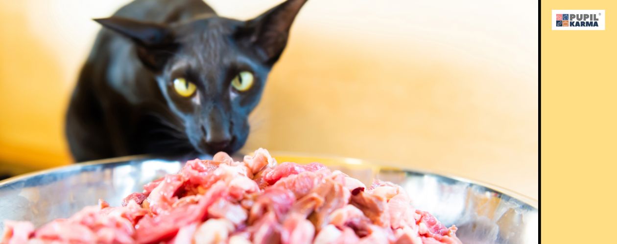 Czy surowe mięso spełnia potrzeby żywieniowe. Zdjęcie czarnego kota o egzotycznej urodzie przed metalową miska z kawałkami surowego mięsa. po prawej żółty pas i logo pupilkarma.  